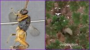'Godzilla Wasp' Discovered in Japan! Unusual Parasitic Insect Swims Underwater to Make Prey of Caterpillars for Its Larvae (Watch Video)