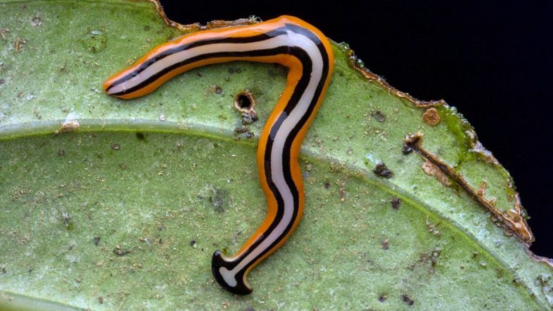 'Freak Snake' Found in Virginia Turns Out to Be Invasive Worm Species That Cannot be Killed; Know Everything About Hammerhead Worms and Are They Dangerous?