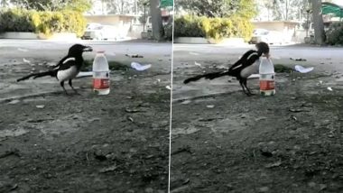 Magpie Using Stones to Drink Water From a Bottle is Reminding Users of 'The Thirsty Crow' Tale From Childhood (Watch Viral Video)