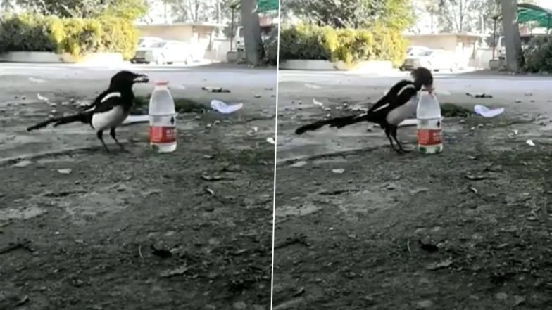 Magpie Using Stones to Drink Water From a Bottle is Reminding Users of 'The Thirsty Crow' Tale From Childhood (Watch Viral Video)