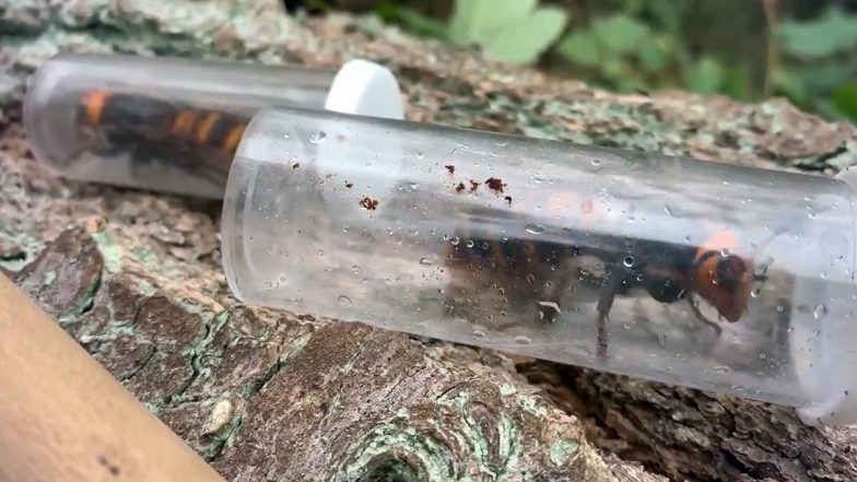 Two 'Escaped' Murder Hornet Queens Caught Alive Days After Washington State Officials Destroy Their Nest (Watch Video)