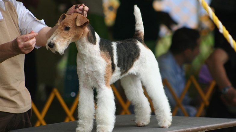 National Dog Show 2020 Live Streaming Online Details: Know Date, Time &amp; All About the Much Loved Event With Canines Aired on Thanksgiving Day