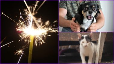 Pet-Friendly Diwali 2020 Tips: Know How to Take Care of Pet Animals and Strays During This Festive Celebrations
