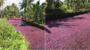 Pink Flowers Adorn Kerala's Kozhikode Village Avala Pandi as Forked Fanwort Blooms in Water Bodies, See Stunning Pics of Aquatic Plants Casting a Magical Look!
