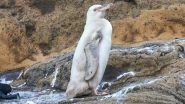 Rare White Penguin Spotted on Galapagos Islands for First Time in Island's History, Watch Video of the Unusual Bird Seen at Ecuador