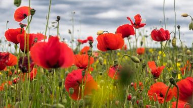 Remembrance Day 2020 Date And Significance: Know The History And Celebrations Held on Armistice Day in Honour of Soldiers Martyred in Wars