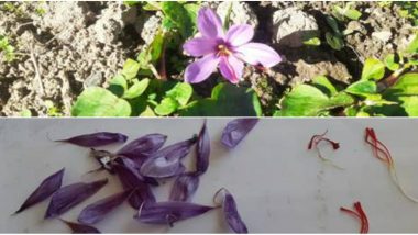 NECTAR Undertakes a Pilot Project to Explore Feasibility of Growing Saffron in North East Region