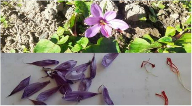 Saffron Bowl of India Extends to the North East