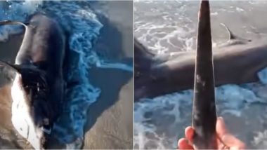 Dead Shark Washes Up on Libyan Beach After Being Stabbed by Swordfish With Its 11 Inch 'Blade'! (Watch Video)
