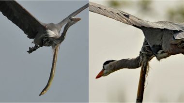 Snake Eel Bursts Through Bird's Throat! Photographer Captures the Moment Prey Tries to Escape From Great Blue Heron's Stomach in Maryland (See Picture)