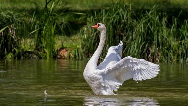 Swan Deaths in UK Linked to Bird Flu, Investigated for Avian Flu Connection After Some Seen Bleeding From Nostrils