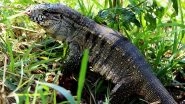Dog-Sized Lizards Are Taking Over South Eastern US, Biologists Express Concern of Argentine Tegu Invasive Species That 'Eat Just Anything'