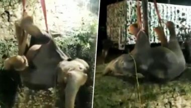 Female Elephant Calf Saved Following a 16-Hour Long Rescue Operation After She Fell Into an Open Well in Tamil Nadu's Dharmapuri Area, Watch Video