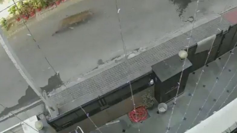 Leopard Enters Residential Area in Ghaziabad; Watch Video