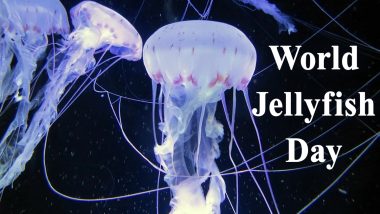 World Jellyfish Day 2020 Date and History: Know Significance And Interesting Facts About These Marine Creatures