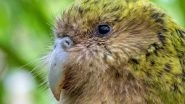 World's Fattest Parrot, Kakapo, Wins New Zealand Bird of the Year 2020 Title Amid 'Voter Fraud' Claims (See Picture)