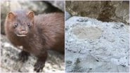 Rise of The Dead Minks! Carcasses of Animals Culled to Prevent Mutated COVID-19 in Denmark Emerge From Mass Grave, Creepy Pics Surface Online