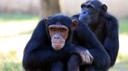 Chimpanzees in West Africa Affected With Leprosy for the First Time! Chronic Infectious Disease Infected Animals at National Parks