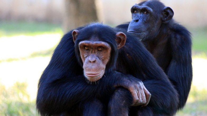 Chimpanzees in West Africa Affected With Leprosy for the First Time! Chronic Infectious Disease Infected Animals at National Parks