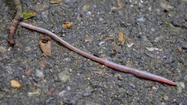 Jumping 'Snake Worms' Are Taking Over US Forests And It's a Reason to Worry; Know More About These Invasive Earthworms With Voracious Appetite