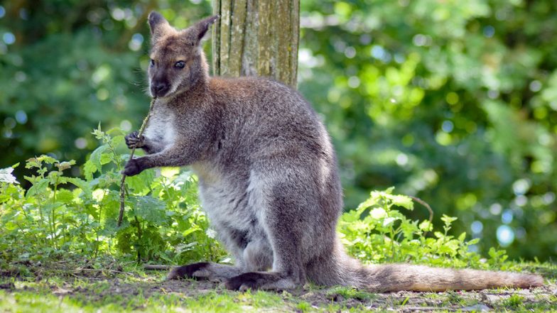 Two New Marsupial Species Discovered in Australia, Know More About the ...