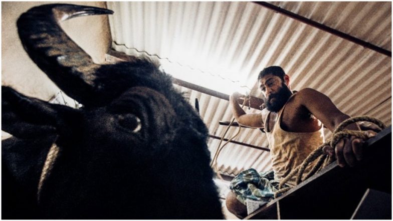 Jallikattu Is India’s Entry for Oscars 2021: Five Reasons Why Lijo Jose Pelissery’s Malayalam Film Feels the Right Choice!