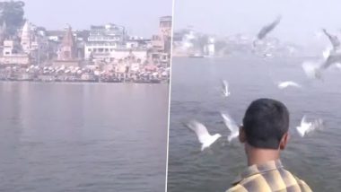 Migratory Birds From Siberia Flock River Ganga in Uttar Pradesh’s Varanasi Attracting Tourists and Bird-Watchers (Watch Video)