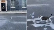 Larry, the Downing Street Cat in London Pounces on Pigeon Outside British PM Boris Johnson&rsquo;s Office Amid the Brexit Announcement, Video Capturing the Tussle Goes Viral