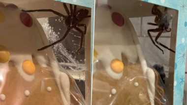 Uncalled Christmas Visitors! Australian Woman Discovers Huge Spider With Its Eggs Lurking Inside Woolworths Gingerbread House, Viral Pics Will Scare the Sh*t Out of You