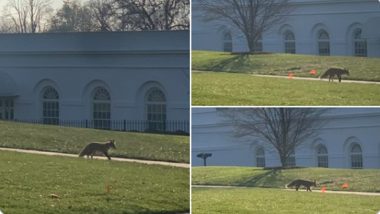 Fox Seen Inside White House Campus, Spotted Limping in The Outer Area (See Pics & Video)