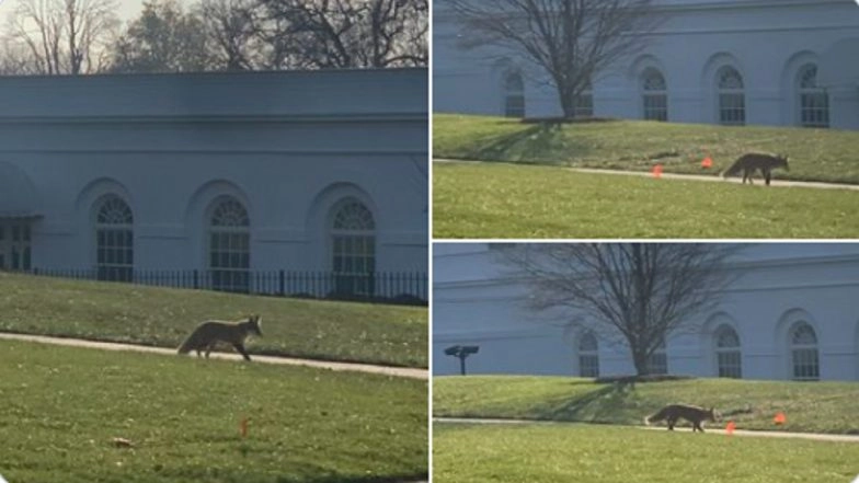Fox Seen Inside White House Campus, Spotted Limping in The Outer Area (See Pics & Video)