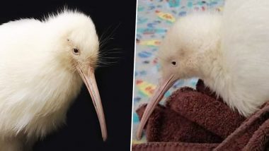 Manukura, World’s First White Kiwi Hatched in Captivity Dies After Surgery in New Zealand, Conservationists Mourn the Tragic Loss (See Pic)