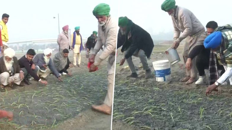 Farmers' Agitation Against Farm Laws: Protesting Farmers Grow Crops on Nirankari Samagam Ground  in Burari (View Pics)