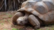 Aldabra Tortoise, Among Largest in the World, Goes Missing From Chennai Zoo; Police Suspects Theft