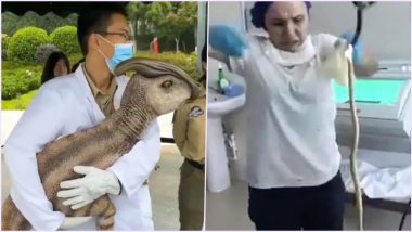 From 'Real' Dinosaur Clone in China to Snake Pulled Out of Woman's Throat, Bizarre Animal Videos That Were Very '2020' to Deal With!