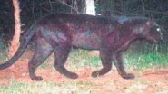 Rarely-Seen Black Panther Spotted on Camera Trapping for First Time at M M Hill Wildlife Sanctuary in Karnataka, Stunning Sighting Goes Viral