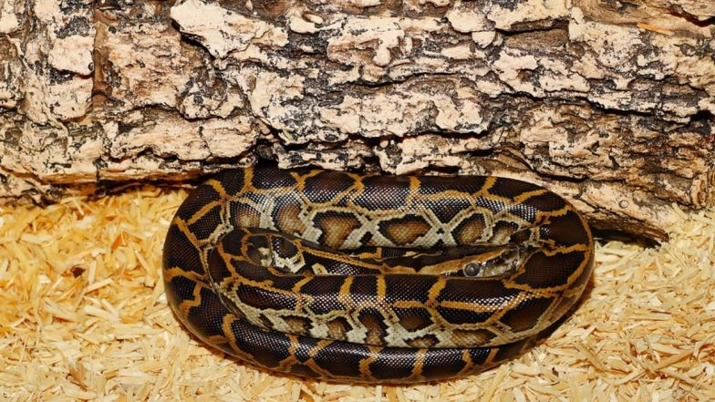 Burmese Pythons to Get Served in Florida Restaurants Once Scientists Confirm It's Safe for Consumption! What Is This Snake Dish Ready to Be Added in Food Menu