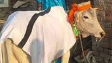 Uttar Pradesh: Childless Couple Adopts Calf as Son in Shahjahanpur District, Holds 'Mundan' Ceremony