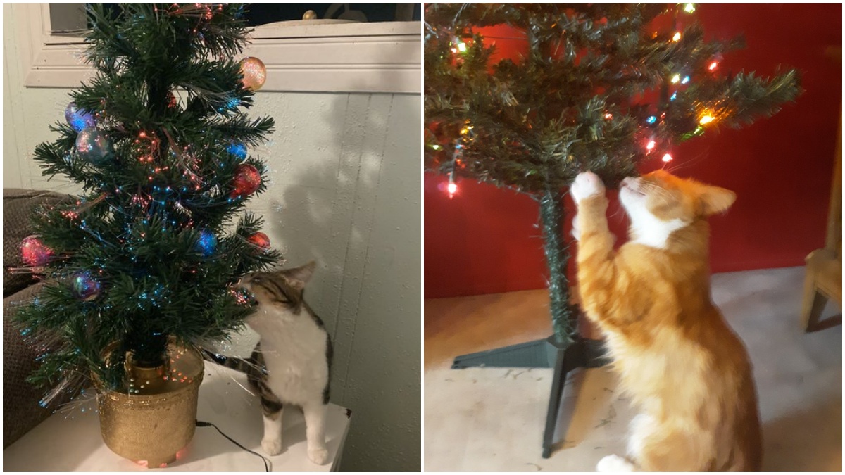 Christmas Tree Cat-tacked! People Share Funny Pics and Videos of Their Pet  Cats Attacking Decorated Xmas Trees Ahead of Christmas 2020 | 👍 LatestLY