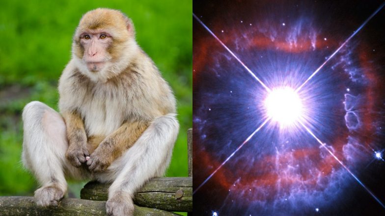 Year-Ender 2020: From Monkey Stealing COVID Samples to a Star Going Missing, 9 Craziest Things That Happened This Year