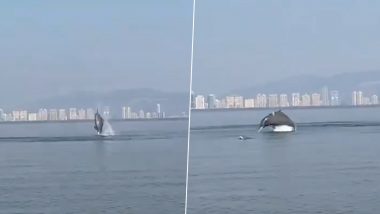 Dolphins Spotted Splashing in Water off Vashi Creek Near Mumbai! Watch Rare Video of Mammals Going Viral