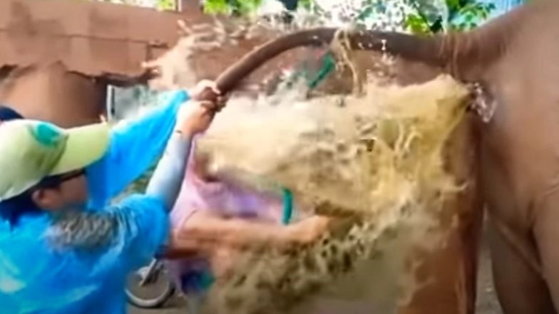 Elephant Poop Explodes in Vet's Face While Treating Her For Constipation in Thailand, Watch Video