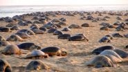 Olive Ridley Turtles Are Back at Odisha Beach! Pics of Endangered Marine Species Mass Nesting Off the Coast Go Viral