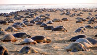 Olive Ridley Turtles Are Back at Odisha Beach! Pics of Endangered Marine Species Mass Nesting Off the Coast Go Viral