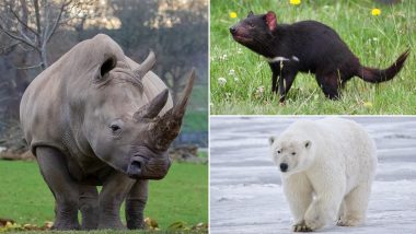 World Wildlife Conservation Day 2020: From Javan Rhinos, Polar Bears to Tasmanian Devil, Know About 7 of The Most Endangered Animal Species in The World