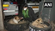 Good Samaritan! Young Vet Student in Delhi Makes Beds Using Tyres For Stray Dogs to Protect Them From Harsh Winter, See Pics