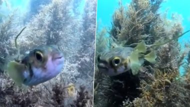 Globefish Seeks Help From Freediver to Remove Sediment Stuck to Its Scales at Port Phillip Bay in Australia, Watch Adorable Video