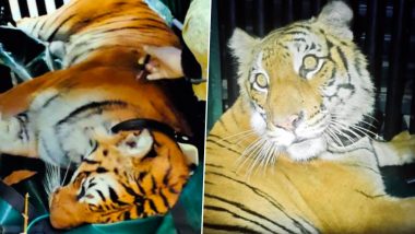 Uttarakhand's First Tigress Shifted From Jim Corbett to Rajaji Tiger Reserve Under Translocation Project