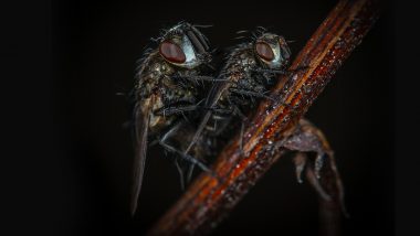 Zombie Flies! Scientists Discover Deadly Fungi That Devour Flies From Inside, Creating Holes in Still-Living Victim’s Abdomen