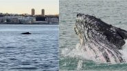 Humpback Whale Spotted Swimming in Hudson River Near Statue of Liberty in New York, Watch Viral Video